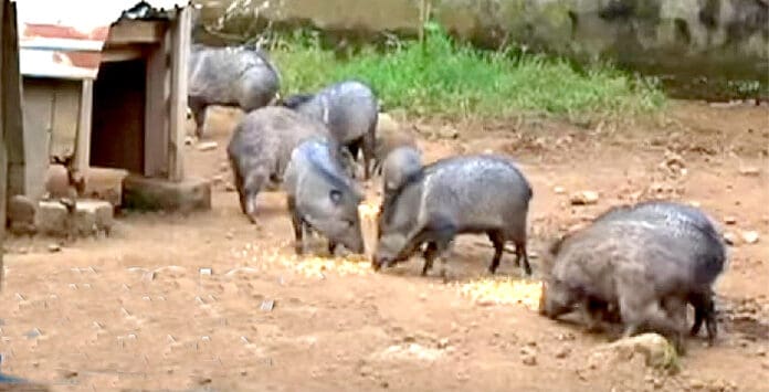 Video: Manada de pecaríes cruza avenida en García, Nuevo León
