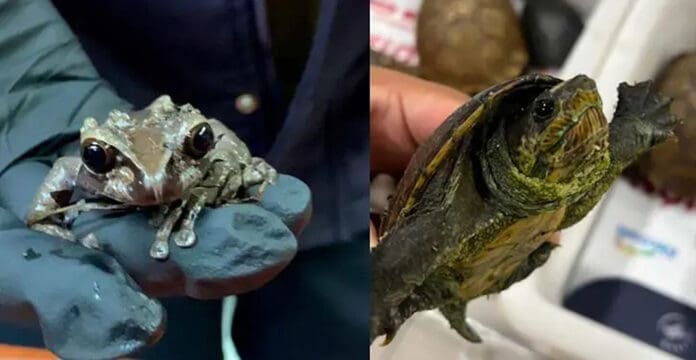 Decomisan más de 100 tortugas y ranas en Ciudad de México; tenían como destino Japón