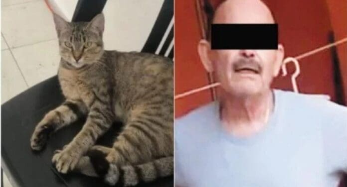 Detienen a un sujeto acusado de matar a una gata llamada Julien en Tabasco. Por ahora se mantiene en prisión preventiva.