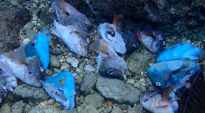 Denuncian ambientalistas matanza de pez loro en Cozumel