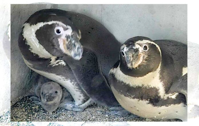 Video: Nace el primer pingüino de Humboldt en acuario de Mazatlán, Sinaloa