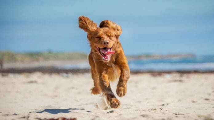 Playa del Carmen: Trabajan en la actualización del Reglamento de la Playa 72 petfriendly