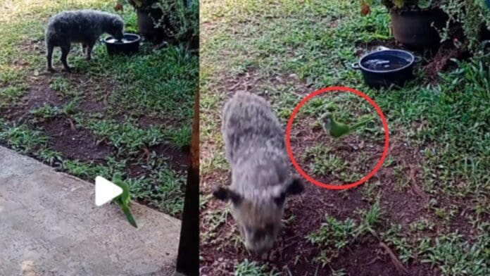 Video: Loro se cree perro, le 