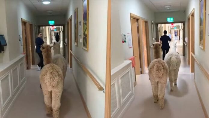 Terapia con alpacas peruanas: transformando la vida de los adultos mayores en Irlanda