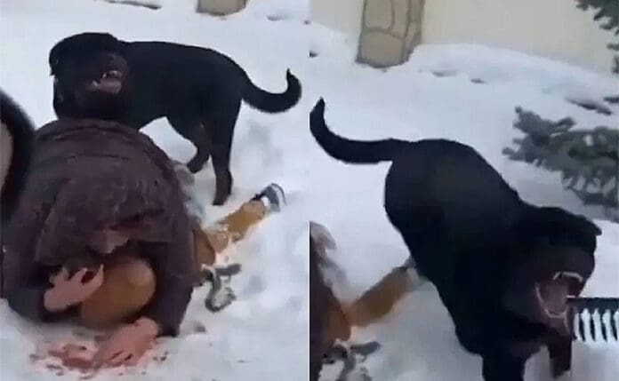 Video: Arriesga madre su vida para proteger a su hijo del ataque de un rottweiler en Rusia