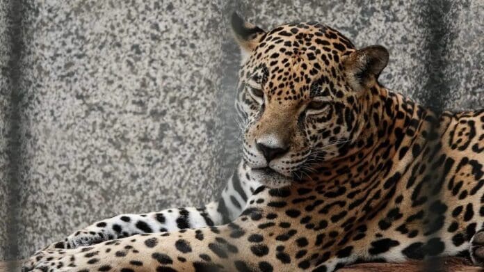 Matan a jaguar por temor a ser atacados en San Carlos, Tamaulipas