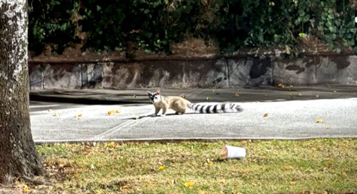 Envenenan a cacomixtles en Puebla; realizan denuncia por maltrato animal