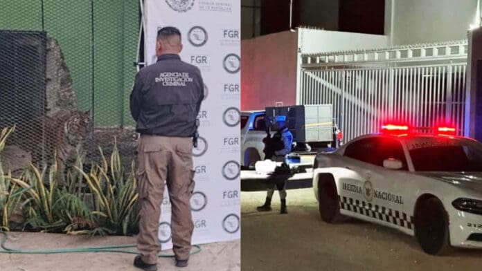 Narcotraficantes fueron detenidos en Cancún en posesión de un tigre, vehículos y drogas