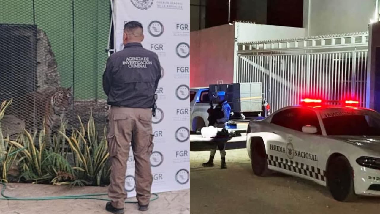 Narcotraficantes fueron detenidos en Cancún en posesión de un tigre, vehículos y drogas