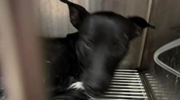 Los ciudadanos de Cancún y no las autoridades rescataron a un perrito arrojado de un tercer piso, ya lo atiende un veterinario.