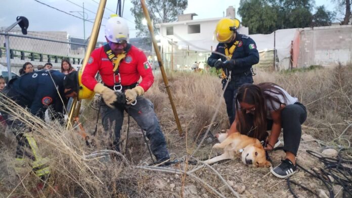 Bomberos salvan a lomito tras caer a hoyo de ocho metros de profundidad en Hidalgo