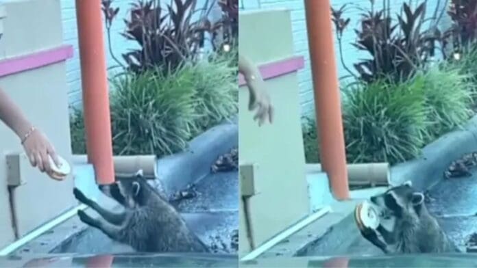Captan a mapache pidiendo comida por ventanilla de autoservicio y recibe una dona, en Estados Unidos