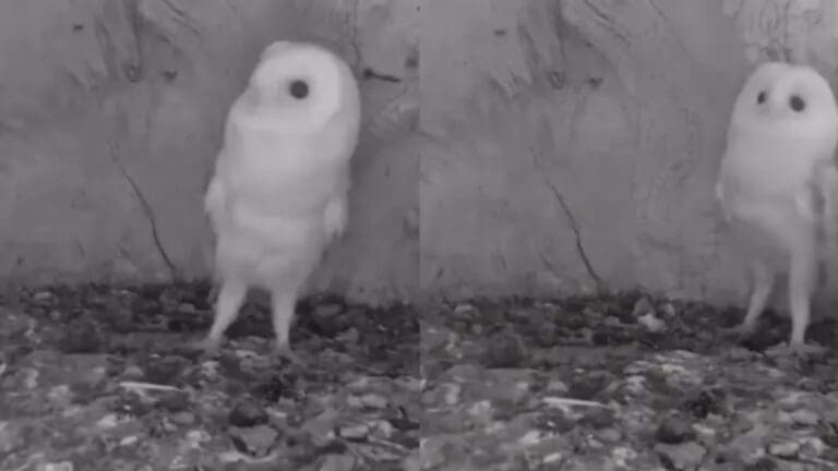 Video: Cría de lechuza se asustar al oír un trueno por primera vez