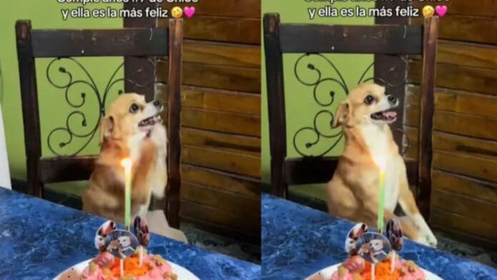 Video: Perro baila mientras sus dueños le cantan 