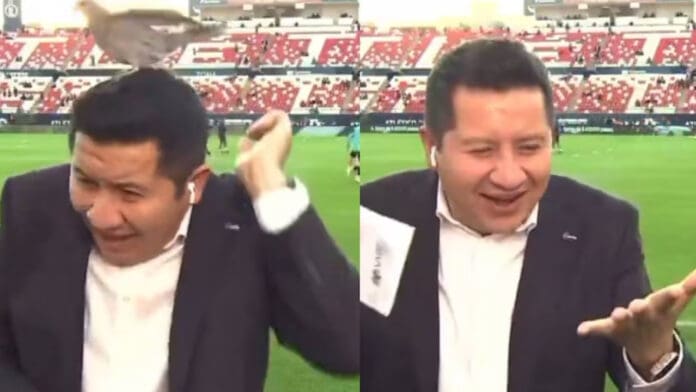 Video: Paloma sorprende a un reportero de ESPN en vivo y le deja un regalito en la cabeza