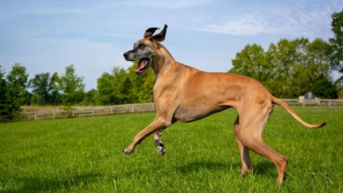 Mujer es detenida en Estados Unidos por abusar sexualmente de su perro