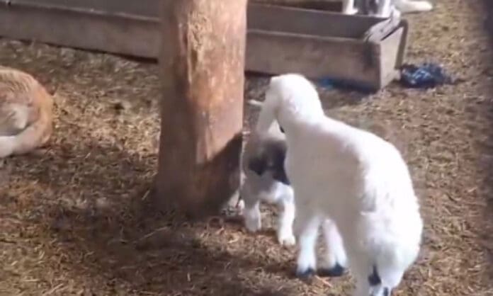 Un borrego y un cachorro pelean, sus madres int