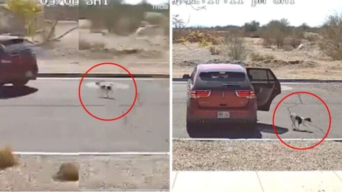Captan en VIDEO a perrito corriendo tras el auto de su dueño al ser abandonado en la carretera