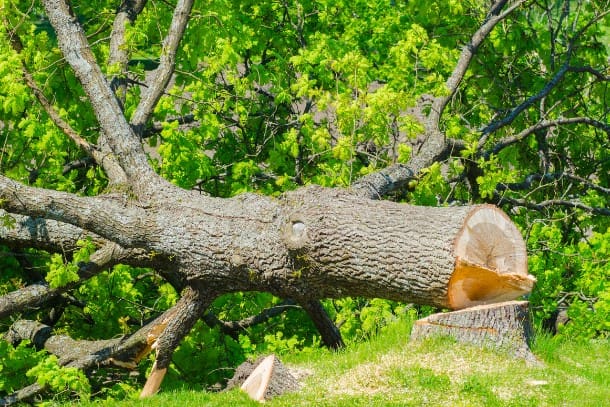 Muere hombre tras ser aplastado por un árbol en su casa en Guadalajara