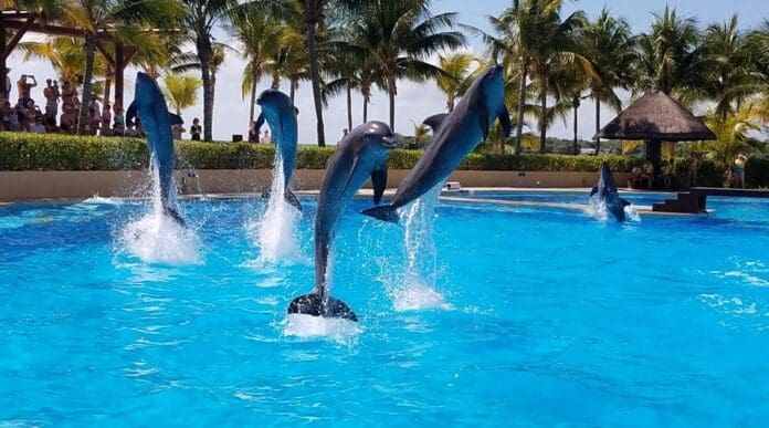 Playa del Carmen respalda suspensión de actividades en delfinario del Hotel Barceló Riviera Maya