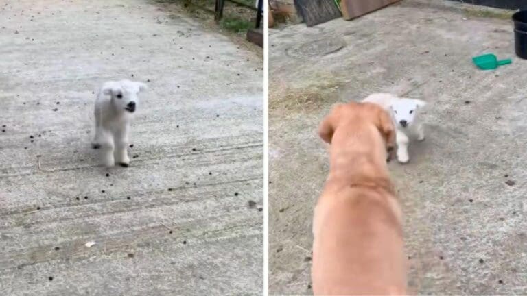 Video: Perro adopta a corderito tras quedar huérfano y ser rechazado por las ovejas