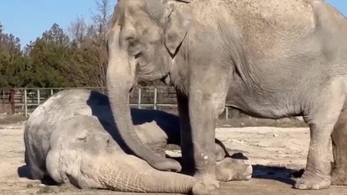 Elefantadeldeamiga fallecida en Parque Safari de Crimea