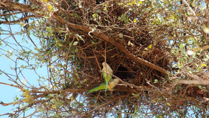 Acusan a influencer de robar un nido de pericos en peligro de extinción en Guerrero