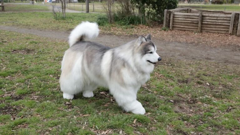 Tokotoko Zoo: El lugar en Japón donde cualquiera puede convertirse en un perro