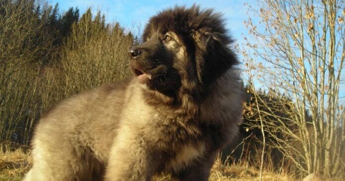 Venden al perro más caro del mundo por más de 5 millones de dólares