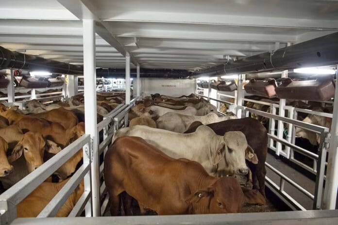 Mueren más de mil 500 reses por alimento contaminado en Tabasco