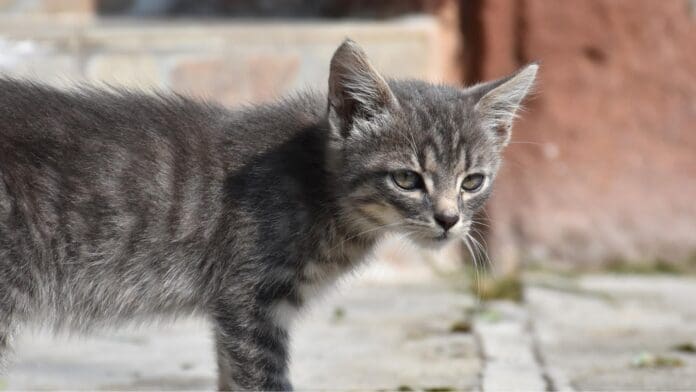 Video: Rescatan a gatito atrapado en el motor de un auto en CDMX