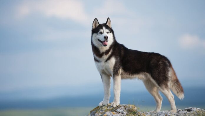 Multan a hombre por los fuertes ladridos de su perro en Guanajuato