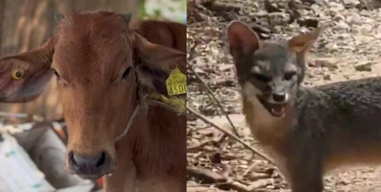 Captan a un zorro gris en la Zona Continental de Isla Mujeres y resguardan a un becerro en Cancún. Incidentes curiosos.