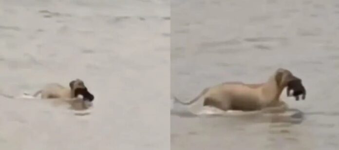 Video: Perrita rescata a su cachorro en medio de las inundaciones en Reynosa, Tamaulipas