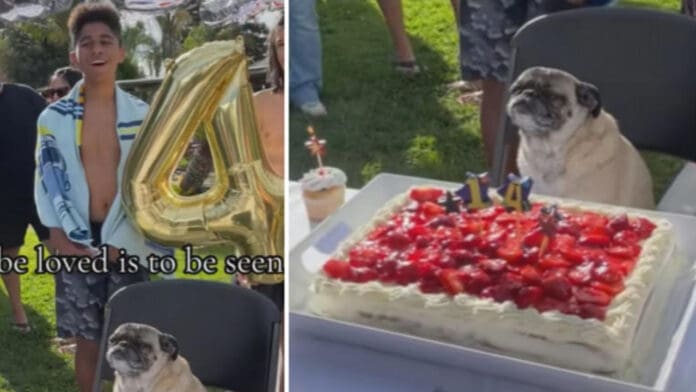 Video: Familia celebra los 14 años de su perrito, cantan el 