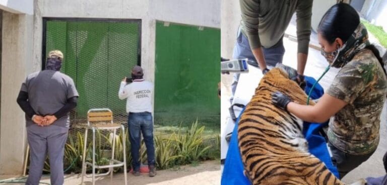 Se informó que las autoridades ambientales rescataron a un tigre que se encontraba en una vivienda en Cancún.