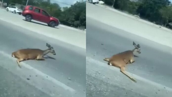 Video: Atropellan a un venado a la altura del hotel H10 en Playa del Carmen