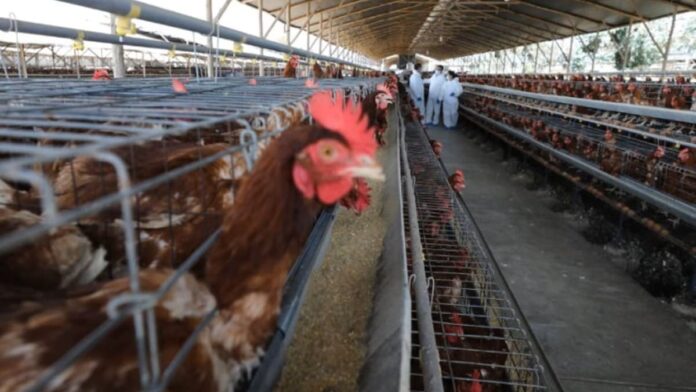 Confirman primer caso humano de gripe aviar en México; se trata de una niña de tres años