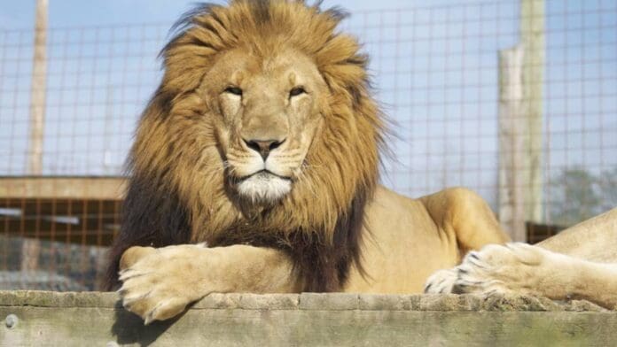 Fallece vigilante que intentó acariciar a un león e