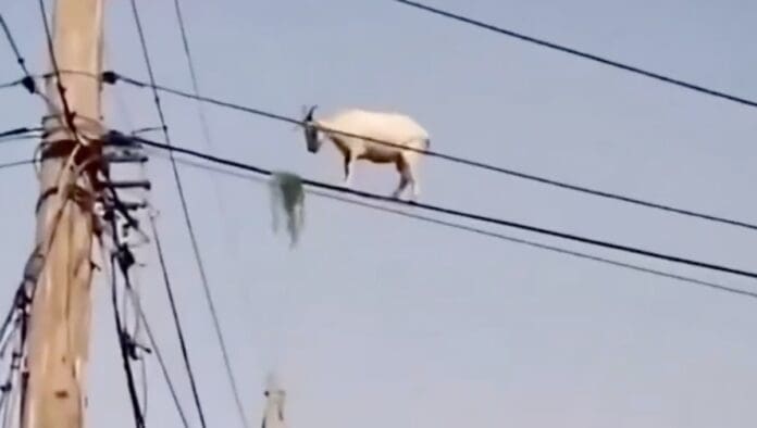 VIDEO: Captan a una cabra comiendo hierba sobre los cables de un poste de luz