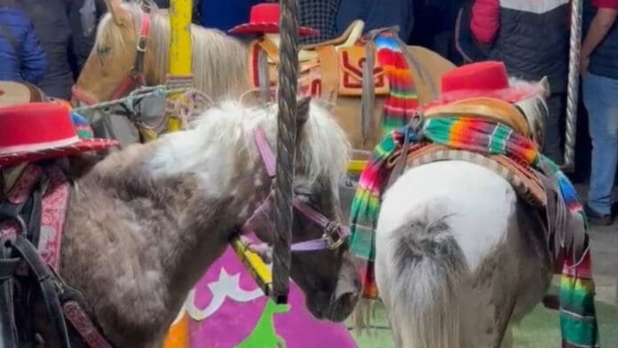 Video: Denuncian maltrato animal contra ponis en feria de Edomex