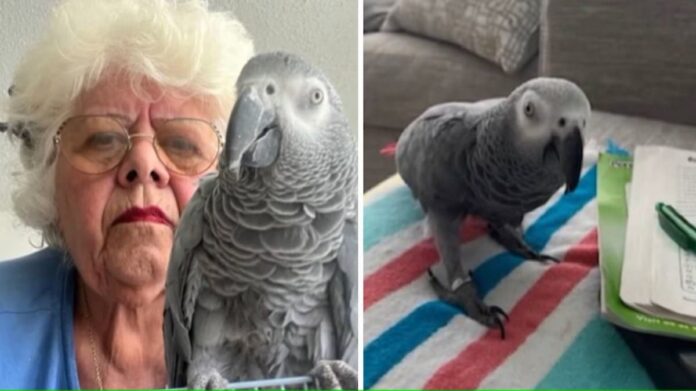 Video: Abuela se queda varada en Puerto Rico después que le negaran volar con su loro de apoyo emocional