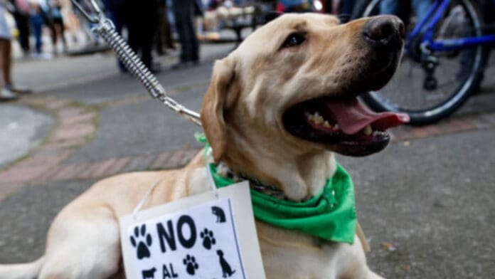 Muere Hope, perrita golpeada y quemada en San Luis Potosí