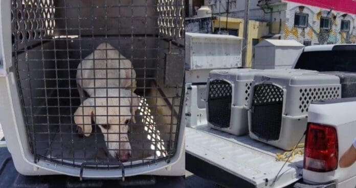 Rescatan a ocho perritos abandonados en un predio de Cancún. Las autoridades investigan para dar con los responsables.