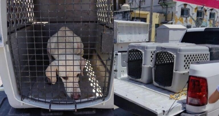 Rescatan a ocho perritos abandonados en un predio de Cancún. Las autoridades investigan para dar con los responsables.