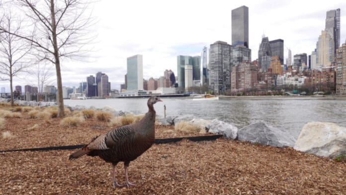 Pavo causa revuelo entre habitantes de Nueva York al buscar pareja para aparearse