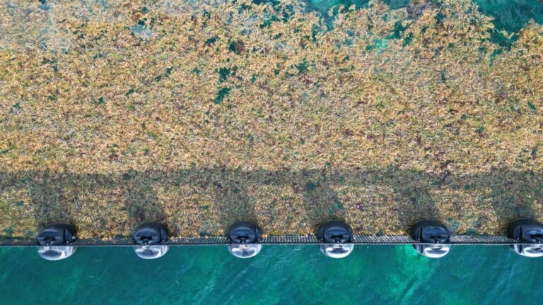 Arranca la gobernadora Mara Lezama trabajos para la temporada de arribo de sargazo a las costas de Quintana Roo.