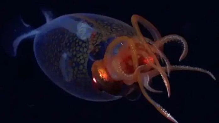 Calamar colosal es captado por primera vez vivo en el océano