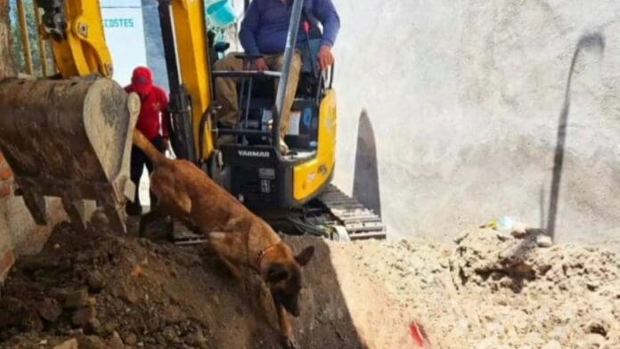 Después de cinco años, encuentran restos de adolescente desaparecido en la casa de su padre en Puebla