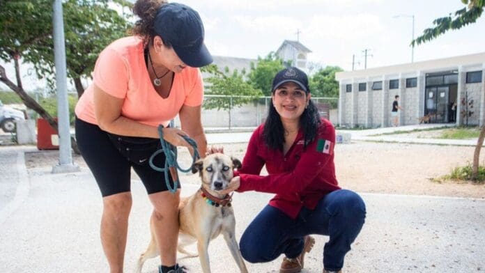 Con Estefanía Mercado al frente, Playa del Carmen está a un paso de hacer historia con su primera clínica gratuita para animales